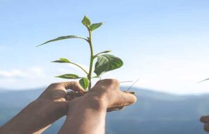 nachhaltig oder greenwashing